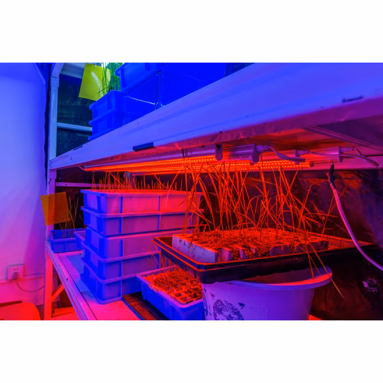 Plant Tube Growth Lamp LED Full-Spectrum Imitation Sun Indoor Household Flower Lighting Coloring Succulent Fill Light