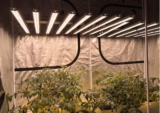 LED Horticultural Lighting LED Grow Light Bar for Flowering Stage
